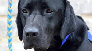 Maybe you would like to learn more about one of these? Frederic Almendros Procureur De La Republique Le Chien Humanise Le Proces Penal Fondation 30 Millions D Amis