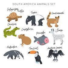 The term central america refers to belize, costa rica, el salvador, guatemala, honduras, nicaragua, and panama. My South America Animals Clipart South America Animals Cute Clipart Drawings Animal Illustration