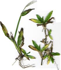 Image result for Axonopus