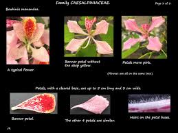 Image result for Bauhinia monandra