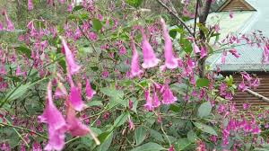 Image result for Strobilanthes hamiltoniana