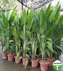 Dracaena Aubryana Dracaena Plant Species Plants