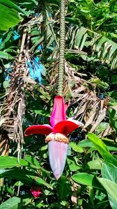 Image result for Musa paradisiaca