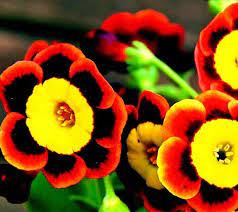 100 Scarce Rare Phantom Petunia Flower Seeds Liesl Tri Color Mix Rare Blooms And Fine Frosting Heirloom Annual Bloss Petunia Flower Flower Seeds Annual Flowers