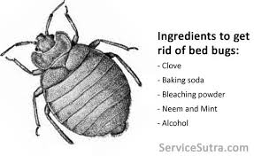 Home Remedies To Get Rid Of Bed Bugs On Your Own Rid Of Bed Bugs Bed Bugs Bugs