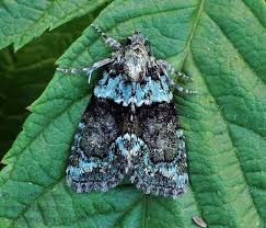 Image result for Cryphia algae