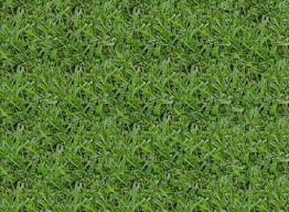 As well as offer free advice. Palmetto St Augustine King Ranch Turfgrass