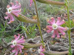 Image result for Silene burchellii