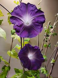 Image result for Ipomoea magnusiana