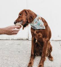 Most of the fresh dog food delivery service options employ natural ingredients that are tailored to your pup's dietary needs. Dog Cat Food Delivery Business Library