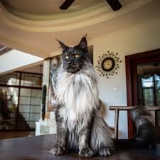 I like to video tape births so people feel more bonded to their. Pin On Cats Cats And Cats