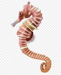 Seahorse Leafy Seadragon Clip Art Seahorse Png Transparent Clip Art Image Art Images Clip Art Art