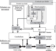 Image result for Visual Fixation