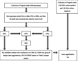 High voltage spike and wave discharge; Occurrence And Detection Method Evaluation Of Group B Streptococcus From Prenatal Vaginal Specimen In Northwest China Diagnostic Pathology Full Text
