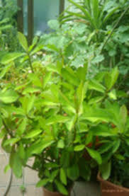 Image result for Synadenium cupulare