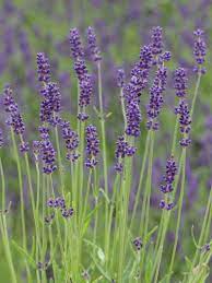 Die blaue blume riecht wie die süße des holzes. Stauden Stade Versand Shop Lavandula Angustifolia Hidcote Blue Garten Lavendel Hier Bestellen