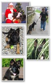 There's no doubting the fact that german shepherds love to work! Puppies Munster Abbey Kennels