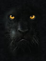 Black panther animal hd wallpaper for laptop. Black Panther By The Mountain Decalgirl