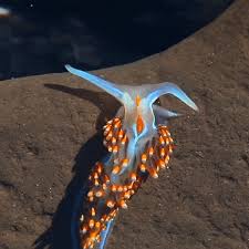 What in the world is this? Sea Slug Sunday Explore Tumblr Posts And Blogs Tumgir