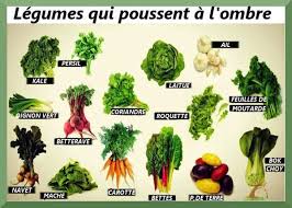 Les Meilleurs Legumes A Faire Pousser A L Ombre Jardinage Potager Potager Jardin De Legumes
