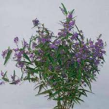 Image result for Hardenbergia