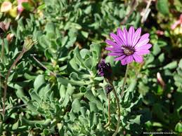 Image result for paprskovka obrázek