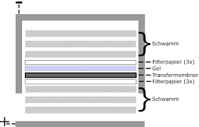 Rezolvare test 3 bacalaureat 2021 biologie vegetala si animal. Western Blot Wikipedia