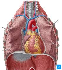 Learn everything about the neck anatomy with this topic page. Surface Projections Of The Heart Borders And Landmarks Kenhub