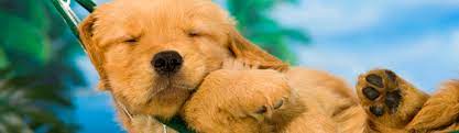 Guests traveling with dogs must call the hotel direct to verify availability prior to booking; Holiday Inn Pet Policy Tripswithpets Com