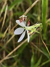 Image result for Oenothera lindheimeri