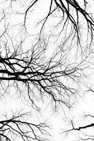 Tree black and white art. 1500 Black And White Art Pictures Download Free Images On Unsplash