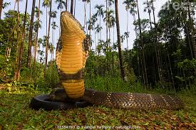 Stock photo of King cobra (Ophiophagus hannah), low wide angle perspective  Agumbe…. Available for sale