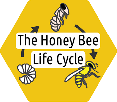 The Honey Bee Life Cycle The Beekeepers Handbook