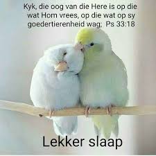 Pin By Esme Duvenhage On Goeienag Bird Photography Photography Wall Art Bird