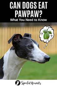 Can Dogs Eat Pawpaw What To Know About Dogs And Pawpaw In 2021 Can Dogs Eat Dog Food Reviews Dog Eating