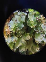 Image result for Didymoglossum erosum