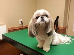 Pin By D 1969 On Dog Grooming By Kristen Shih Tzu Haircuts Shih Tzu Puppy Shih Tzu