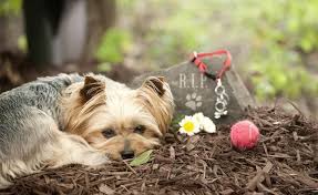 Gartenrecht Haustiere Im Garten Bestatten Haustiere Tiere Kleine Haustiere
