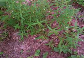 Image result for Oldenlandia