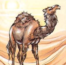 See more of mount camel pathfinder club on facebook. Camel Forgotten Realms Wiki Fandom