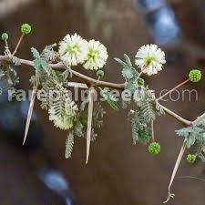Image result for Acacia tortilis
