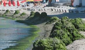 Mare de tip continental marea neagră este o mare de tip continental (fiind o mare intercontinentală, între europa şi asia), legătura cu oceanul planetar fiind foarte dificilă. Dorohoi News Dh News Stiri Dorohoi Botosani Marea NeagrÄ PlinÄ De Alge Anunturi