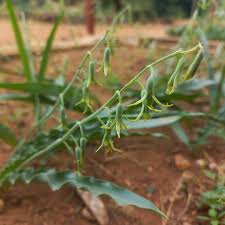 Image result for Tulbaghia cameronii