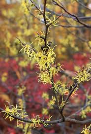 The flowers are part of the flower quest to upgrade your race to v2. 27 Flowering Trees For Massachusetts Yards Progardentips
