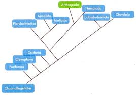 Snow Crab Classification