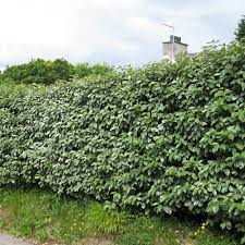 Great savings & free delivery / collection on many items. Elaeagnus Ebbingei Hedge Plants Oleaster Hedging