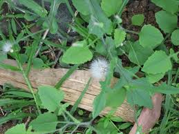 Image result for Emilia sonchifolia