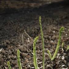 Gruner Spargel So Gelingt Der Anbau Im Garten Pflanzen Gruner Spargel Garten