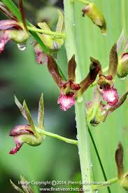 Image result for Eulophia alta