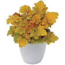 Maybe you would like to learn more about one of these? Heuchera Amber Waves Terra Nova Nurseries Inc